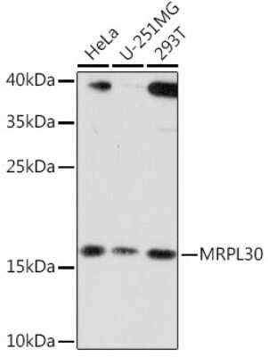 Western Blot mitochondrial ribosomal protein L30 Antibody - Azide and BSA Free