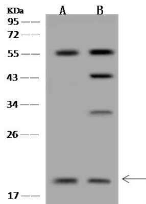 Western Blot mitochondrial ribosomal protein L30 Antibody - BSA Free