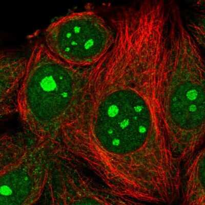 Immunocytochemistry/ Immunofluorescence mitochondrial ribosomal protein L4 Antibody