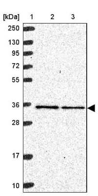 Western Blot mitochondrial ribosomal protein L4 Antibody