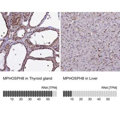 Immunohistochemistry-Paraffin: mpp8 Antibody [NBP1-92136] - Staining in human thyroid gland and liver tissues using anti-MPHOSPH8 antibody. Corresponding MPHOSPH8 RNA-seq data are presented for the same tissues.