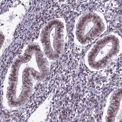 Immunohistochemistry-Paraffin: mpp8 Antibody [NBP1-92136] - Staining of human endometrium shows moderate nuclear positivity in glandular cells.