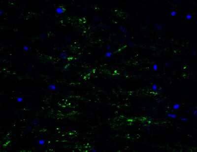 Immunocytochemistry/Immunofluorescence: mtRNA polymerase Antibody [NBP3-18334] - Immunofluorescent analysis of 4% paraformaldehyde-fixed rat brain labeling mtRNA polymerase with NBP3-18334 at 10 ug/mL, followed by goat anti-rabbit IgG secondary antibody at 1/500 dilution (green) and DAPI staining (blue).