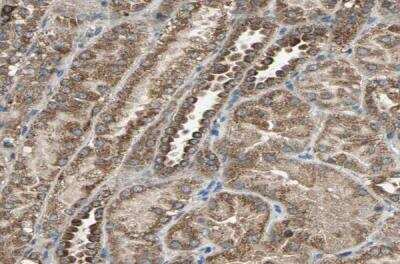 Immunohistochemistry-Paraffin: mtRNA polymerase Antibody [NBP1-90126] - Staining of human kidney shows moderate granular cytoplasmic positivity in cells in tubules.