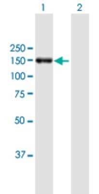 Western Blot: mtRNA polymerase Antibody [H00005442-B01P] - Analysis of POLRMT expression in transfected 293T cell line by POLRMT polyclonal antibody.  Lane 1: POLRMT transfected lysate(135.3 KDa). Lane 2: Non-transfected lysate.