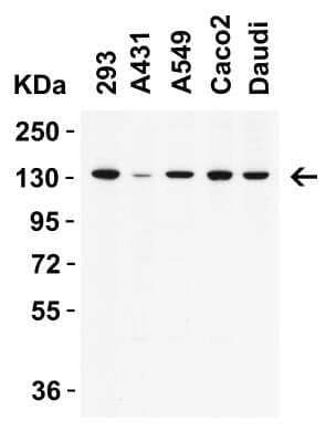 Western Blot: mtRNA polymerase Antibody [NBP3-18334] - WB Validation in Human Cell Lines. Loading: 15 ug of lysate. Antibodies: mtRNA polymerase, 2 ug/mL , 1 h incubation at RT in 5% NFDM/TBST. Secondary: Goat anti-rabbit IgG HRP conjugate at 1:10,000 dilution.