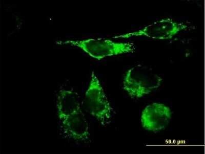 Immunocytochemistry/Immunofluorescence: mtTFA Antibody [H00007019-B01P] - Analysis of purified antibody to TFAM on HeLa cell. (antibody concentration 10 ug/ml)