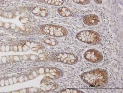 Immunohistochemistry-Paraffin: mtTFA Antibody [H00007019-B01P] - Analysis of purified antibody to TFAM on formalin-fixed paraffin-embedded human small Intestine. (antibody concentration 3 ug/ml)
