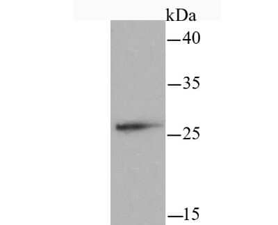 Western Blot: mtTFA Antibody (JM32-44) [NBP2-75577] - Analysis of mtTFA on Hela cell lysates. Proteins were transferred to a PVDF membrane and blocked with 5% BSA in PBS for 1 hour at room temperature. The primary antibody ( 1/500) was used in 5% BSA at room temperature for 2 hours. Goat Anti-Rabbit IgG - HRP Secondary Antibody at 1:5,000 dilution was used for 1 hour at room temperature.