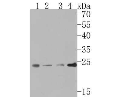 Western Blot: mtTFA Antibody (JM32-44) [NBP2-75577] - Western blot analysis of mtTFA on different lysates. Proteins were transferred to a PVDF membrane and blocked with 5% BSA in PBS for 1 hour at room temperature. The primary antibody (1/500) was used in 5% BSA at room temperature for 2 hours. Goat Anti-Rabbit IgG - HRP Secondary Antibody (HA1001) at 1:5,000 dilution was used for 1 hour at room temperature. Positive control: Lane 1: Hela cell lysate Lane 2: Daudi cell lysate Lane 3: HL-60 cell lysate Lane 4: K562 cell lysate