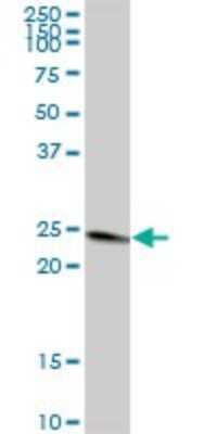 Western Blot: mtTFA Antibody [H00007019-B01P] - Analysis of TFAM expression in human kidney.