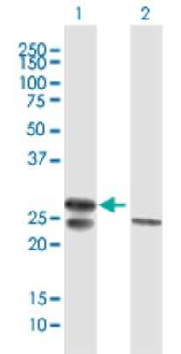 Western Blot: mtTFA Antibody [H00007019-B01P] - Analysis of TFAM expression in transfected 293T cell line by TFAM polyclonal antibody.  Lane 1: TFAM transfected lysate(27.06 KDa). Lane 2: Non-transfected lysate.