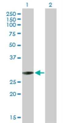 Western Blot: mtTFA Antibody [H00007019-D01P] - analysis of TFAM expression in transfected 293T cell line by TFAM MaxPab rabbit polyclonal antibody. Lane 1: TFAM transfected lysate (29.10 KDa). Lane 2: Non-transfected lysate.