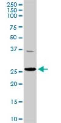 Western Blot: mtTFA Antibody [H00007019-D01P] - Analysis of TFAM expression in mouse liver.