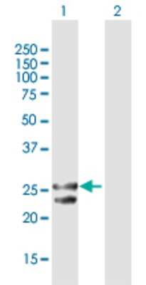 Western Blot: mtTFA Antibody [H00007019-D01P] - Analysis of TFAM expression in transfected 293T cell line by TFAM polyclonal antibody.Lane 1: TFAM transfected lysate(29.10 KDa).Lane 2: Non-transfected lysate.