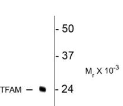Western Blot: mtTFA Antibody [NBP2-29657] - rat kidney lysate showing specific immunolabeling of the ~24k TFAM protein.