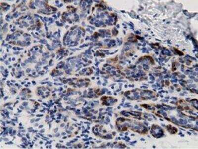 Immunohistochemistry-Paraffin: mu Crystallin Antibody (1G7) [NBP2-02829] - Staining of paraffin-embedded Human breast tissue using anti-mu Crystallin mouse monoclonal antibody.