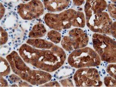 Immunohistochemistry-Paraffin: mu Crystallin Antibody (1G7) [NBP2-02829] - Staining of paraffin-embedded Human Kidney tissue using anti-mu Crystallin mouse monoclonal antibody.