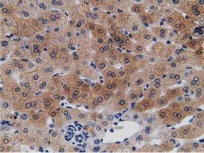 Immunohistochemistry-Paraffin: mu Crystallin Antibody (1G7) [NBP2-02829] - Staining of paraffin-embedded Human liver tissue using anti-mu Crystallin mouse monoclonal antibody.