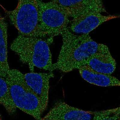 Immunocytochemistry/Immunofluorescence: mu Crystallin Antibody [NBP2-55172] - Staining of human cell line SH-SY5Y shows localization to cytosol. Antibody staining is shown in green.