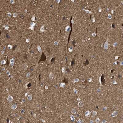 Immunohistochemistry-Paraffin: mu Crystallin Antibody [NBP1-85241] - Staining of human cerebral cortex shows high expression.