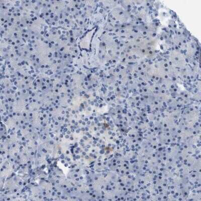 Immunohistochemistry-Paraffin: mu Crystallin Antibody [NBP1-85241] - Staining of human pancreas shows low expression as expected.