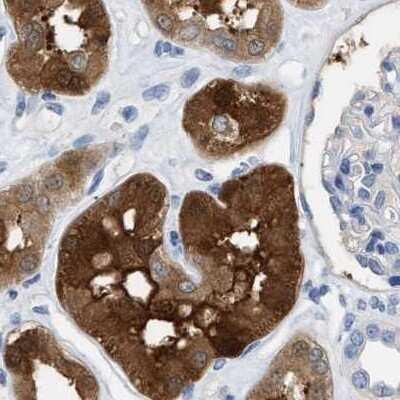Immunohistochemistry-Paraffin: mu Crystallin Antibody [NBP1-85241] - Staining of human kidney.