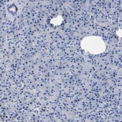 Immunohistochemistry-Paraffin: mu Crystallin Antibody [NBP1-85241] - Staining of human pancreas shows no positivity in exocrine glandular cells as expected.