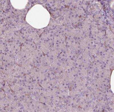 Immunohistochemistry-Paraffin: mu Crystallin Antibody [NBP2-55172] - Staining of human pancreas shows low postivity in exocrine glandular cells as expected.
