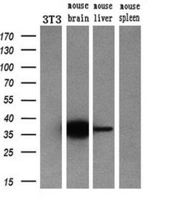 Western Blot: mu Crystallin Antibody (OTI1G7) [NBP2-02829] - analysis of extracts (10ug) from a mouse cell line and 3 different mouse tissues by using anti-CRYM monoclonal antibody (1:200).
