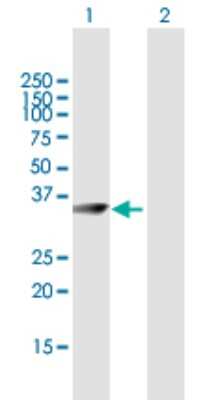 Western Blot: mu Crystallin Antibody [H00001428-B01P] - Analysis of CRYM expression in transfected 293T cell line by CRYM polyclonal antibody.  Lane 1: CRYM transfected lysate(34.54 KDa). Lane 2: Non-transfected lysate.