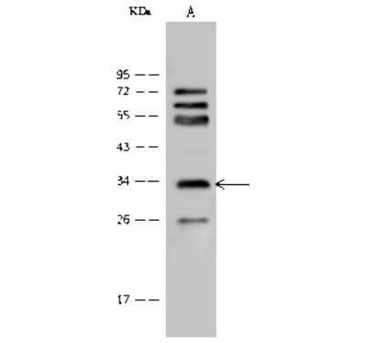 Western Blot: mu Crystallin Antibody [NBP2-99358] - Anti-mu Crystallin rabbit polyclonal antibody at 1:500 dilution. Lane A: Mouse brain tissue lysate. Lysates/proteins at 30 ug per lane. Secondary Goat Anti-Rabbit IgG (H+L)/HRP at 1/10000 dilution. Developed using the ECL technique. Performed under reducing conditions. Predicted band size: 34 kDa. Observed band size: 34 kDa