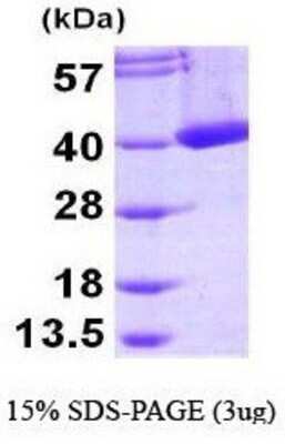 SDS-Page: mu Crystallin Protein [NBP1-44383] - CRYM, 35.9 kDa (334aa), confirmed by MALDI-TOF with a purity of 95% by SDS - PAGE