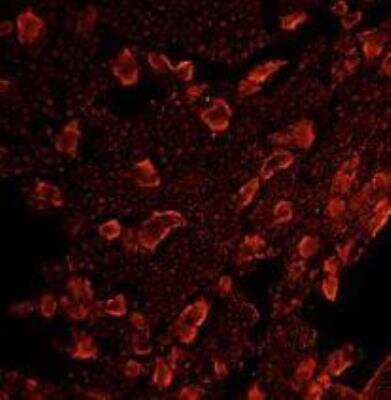 Immunocytochemistry/Immunofluorescence: mu Opioid R/OPMR1 Antibody [NB100-1620] -  Staining of Rat DRG.