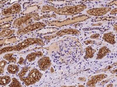 Immunohistochemistry-Paraffin: myosin X Antibody [NBP2-98105] - Immunochemical staining of human myosin X in human kidney with rabbit polyclonal antibody at 1:100 dilution, formalin-fixed paraffin embedded sections.