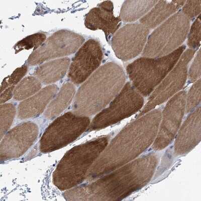 Immunohistochemistry-Paraffin: myozenin 3 Antibody [NBP1-90616] - Staining of human skeletal muscle shows high expression.
