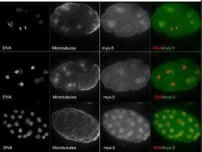 Immunocytochemistry/Immunofluorescence: mys-3 Antibody [45060002] - This image is specific to animal number SDQ3526