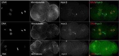 Immunocytochemistry/Immunofluorescence: mys-3 Antibody [45060002] - This image is specific to animal number SDQ3531 Nuclear staining, with slight enrichment at nuclear envelope; spindle midzone