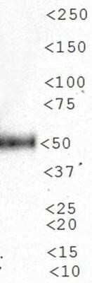 Western Blot: n-Myc Antibody (NMYC-1) - Azide and BSA Free [NBP2-80882] - Analysis of n-Myc expression in human heart tissue. Image from the standard format of this antibody.