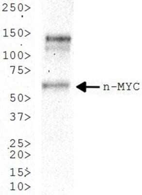 Western Blot: n-Myc Antibody (NMYC-1) - Azide and BSA Free [NBP2-80882] - Analysis of n-Myc expression in IMR32 whole cell lysate. Image from the standard format of this antibody.