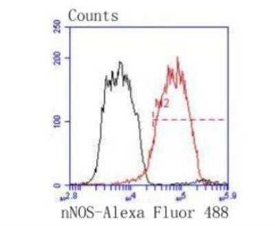 Flow Cytometry: nNOS Antibody (ST520) [NBP2-67532] - Analysis of PC-12 cells with nNOS antibody at 1/50 dilution (red) compared with an unlabelled control (cells without incubation with primary antibody; black). Alexa Fluor 488-conjugated goat anti rabbit IgG was used as the secondary antibody.