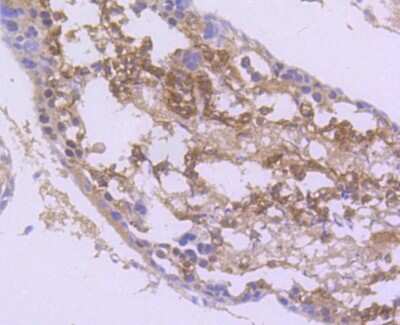 Immunohistochemistry-Paraffin: nNOS Antibody (ST520) [NBP2-67532] - Analysis of paraffin-embedded rat testis tissue using anti-nNOS antibody. Counter stained with hematoxylin.