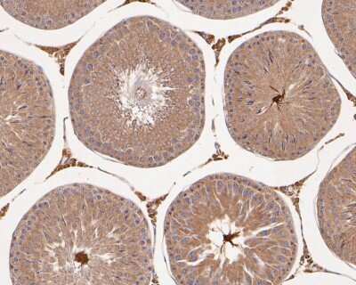 Immunohistochemistry-Paraffin: nNOS Antibody (ST520) [NBP2-67532] - Immunohistochemical analysis of paraffin-embedded rat testis tissue using anti-nNOS antibody. The section was pre-treated using heat mediated antigen retrieval with Tris-EDTA buffer (pH 8.0-8.4) for 20 minutes. The tissues were blocked in 5% BSA for 30 minutes at room temperature, washed with ddH2O and PBS, and then probed with the primary antibody (ET1609-61, 1/50) for 30 minutes at room temperature. The detection was performed using an HRP conjugated compact polymer system. DAB was used as the chromogen. Tissues were counterstained with hematoxylin and mounted with DPX.