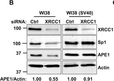 Western Blot: APE Antibody - BSA Free [NB100-101] - Defective p53 activity leads to failure of the BER coordination system. (A) High-throughput microscopy analysis of TIG-1 cells transfected with plasmids expressing wild-type or mutant p53. Boxplots showing the distribution of APE1 staining intensity (in arbitrary units) in p53 low versus p53 overexpressing cells. Each p53 mutant is reported on top of the relevant plot. The dashed line highlights the median APE1 intensity in p53 low cells (N > 5000). NS: not statistically significant at P < 0.05. (B) Representative western blotting analysis comparing WI38 & WI38 (SV40) cells upon transfection with the indicated siRNAs. Failure to downregulate Sp1 correlates with the inability to modulate APE1. Actin was used as loading control. (C) qPCR analysis on APE1 transcript in WI38 & WI38 (SV40) cells upon transfection with the indicated siRNAs. APE1 transcription is reduced in WI38 cells only. Note the higher transcript content in WI38 (SV40) cells. (D) Representative Western blotting analysis comparing WI38 & WI38 (SV40) cells upon transfection with the indicated siRNAs. Failure to modulate BER correlates with  gamma H2AX staining in WI38 (SV40) cells;  gamma H2AX increases further upon XRCC1 depletion. (E) Neutral Comet assay on WI38 & WI38 (SV40) fibroblasts shows accumulation of DSBs upon XRCC1-depletion in transformed cells only. Results are expressed as mean ± SD of three independent experiments. Image collected & cropped by CiteAb from the following publication (//academic.oup.com/nar/article-lookup/doi/10.1093/nar/gkw015), licensed under a CC-BY license. Not internally tested by Novus Biologicals.