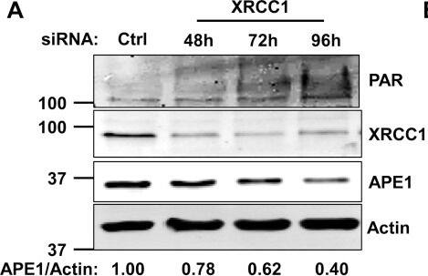 Western Blot: APE Antibody - BSA Free [NB100-101] - Persistent SSBs decrease APE1 levels by affecting its transcription. (A) Western blotting analysis on a representative XRCC1 knockdown time-course. TIG-1 cells were incubated with either a control siRNA (72 h), or a XRCC1-targeting siRNA, & harvested at the indicated time points. DNA damage accumulation is highlighted by PAR formation; APE1 is downregulated in a time-dependent manner. Actin was used as loading control. (B) Alkaline Comet assay on TIG-1 cells harvested 72 h after XRCC1 depletion shows accumulation of SSBs (N = 9). (C) Histogram showing the downregulation in APE1 protein amount 72 h after XRCC1 knockdown, as measured by western blotting (N = 10). (D) Histogram showing the downregulation in APE1 transcript level 72 h after XRCC1 depletion, as measured by qPCR (N = 7). Results depicted in histograms are presented as mean ± SD of the indicated number (N) of independent experiments. Image collected & cropped by CiteAb from the following publication (//academic.oup.com/nar/article-lookup/doi/10.1093/nar/gkw015), licensed under a CC-BY license. Not internally tested by Novus Biologicals.