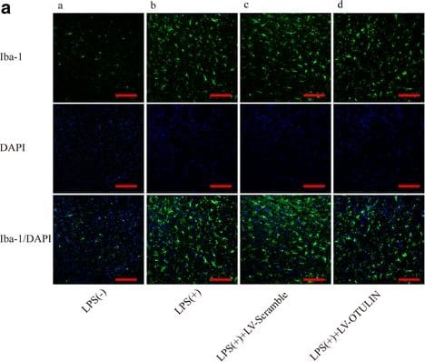 Immunocytochemistry/ Immunofluorescence: AIF-1/Iba1 Antibody [NB100-1028] - OTULIN overexpression decreased LPS-induced microglial activation. Pure brain inflammation without neuronal death was induced by IP injection of LPS, & tissues were collected 24 h later. B The mean Iba-1 immunofluorescence intensities in the A LPS(−) group (a), the LPS(+) group (b), the LPS(+)+LV-Scramble group (c), & the LPS (+)+LV-OTULIN group (d) were quantitatively analyzed (n = 6); scale bar = 75 μm. All data are presented as the means ± SEMs; ##P < 0.01 versus the LPS(+) group; &P < 0.05 versus the LPS(+)+LV-Scramble group Image collected & cropped by CiteAb from the following publication (//pubmed.ncbi.nlm.nih.gov/29544517), licensed under a CC-BY license. Not internally tested by Novus Biologicals.