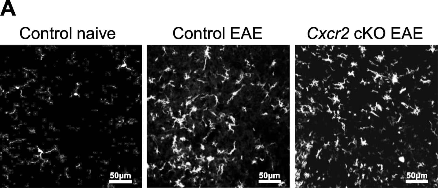 Immunohistochemistry: AIF-1/Iba1 Antibody [NB100-1028] - CXCR2+neutrophils are not required for microglial activation. a Representative images of Iba1 immunohistochemistry staining in lumbar spinal cord ventral horns of naïve control, control EAE, & Cxcr2 cKO EAE mice. Quantitative analysis of Iba1+ cell (b) soma area as shown in a. A total of 2338 Iba1+ cells were included in our analyses of soma size (cont naive, 222 Iba1 cells; control EAE, 1236 Iba1+ cells; Cxcr2 cKO EAE, 880 Iba1+ cells). Control naïve, n = 3; control EAE, n = 3; Cxcr2 cKO EAE, n = 3. *p < 0.05, two-tailed unpaired Student’s t test Image collected & cropped by CiteAb from the following publication (//pubmed.ncbi.nlm.nih.gov/32019585), licensed under a CC-BY license. Not internally tested by Novus Biologicals.