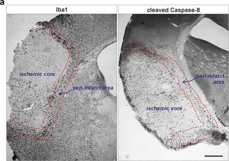 Immunohistochemistry: AIF-1/Iba1 Antibody [NB100-1028] - Iba1-positive myeloid cells in the ischemic peri-infarct area express cleaved caspase-8 in a pMCAO mouse model of ischemic stroke. Consecutive frozen tissue sections of the ischemic core & the peri-infarct regions from mice after 48 h of permanent middle cerebral artery occlusion (pMCAO) were analyzed by immunohistochemistry with a mouse specific antibody recognizing active caspase-8 when cleaved at Asp 387, or an Iba1 antibody used to detect myeloid cells (a). Double immunofluorescent staining demonstrated the co-localization of cleaved caspase-8 & the myeloid cell marker Iba1 (b). Scale bars represent 850 μm (a) & 300 μm (b) Image collected & cropped by CiteAb from the following publication (//pubmed.ncbi.nlm.nih.gov/27566702), licensed under a CC-BY license. Not internally tested by Novus Biologicals.