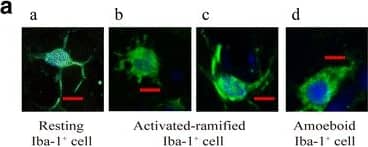 Immunocytochemistry/ Immunofluorescence: AIF-1/Iba1 Antibody [NB100-1028] - OTULIN overexpression reduced the number of Iba-1+ microglial cells in the cortical ischemic penumbra in focal cerebral ischemia/reperfusion rats. A Representative images of Iba-1+ microglial cells that were morphologically classified into three types; scale bar = 10 μm. B Iba-1+ microglial cells in the ischemic penumbra & contralateral cortex of each group were detected by confocal immunofluorescence at 24 h, 72 h, & 7 days; scale bar = 75 μm. C The histogram represents the quantitative analysis of mean Iba-1 immunofluorescence intensity in each group (n = 6). Data are presented as the means ± SEMs; ###P < 0.001 versus the tMCAO group; &&&P < 0.001 versus the tMCAO+LV-Scramble group Image collected & cropped by CiteAb from the following publication (//pubmed.ncbi.nlm.nih.gov/29544517), licensed under a CC-BY license. Not internally tested by Novus Biologicals.