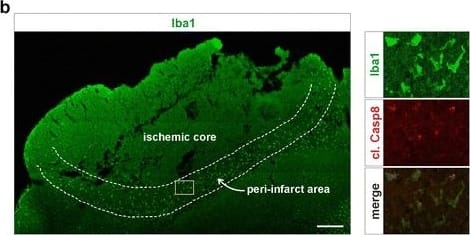 Immunocytochemistry/ Immunofluorescence: AIF-1/Iba1 Antibody [NB100-1028] - Iba1-positive myeloid cells in the ischemic peri-infarct area express cleaved caspase-8 in a pMCAO mouse model of ischemic stroke. Consecutive frozen tissue sections of the ischemic core & the peri-infarct regions from mice after 48 h of permanent middle cerebral artery occlusion (pMCAO) were analyzed by immunohistochemistry with a mouse specific antibody recognizing active caspase-8 when cleaved at Asp 387, or an Iba1 antibody used to detect myeloid cells (a). Double immunofluorescent staining demonstrated the co-localization of cleaved caspase-8 & the myeloid cell marker Iba1 (b). Scale bars represent 850 μm (a) & 300 μm (b) Image collected & cropped by CiteAb from the following publication (//pubmed.ncbi.nlm.nih.gov/27566702), licensed under a CC-BY license. Not internally tested by Novus Biologicals.